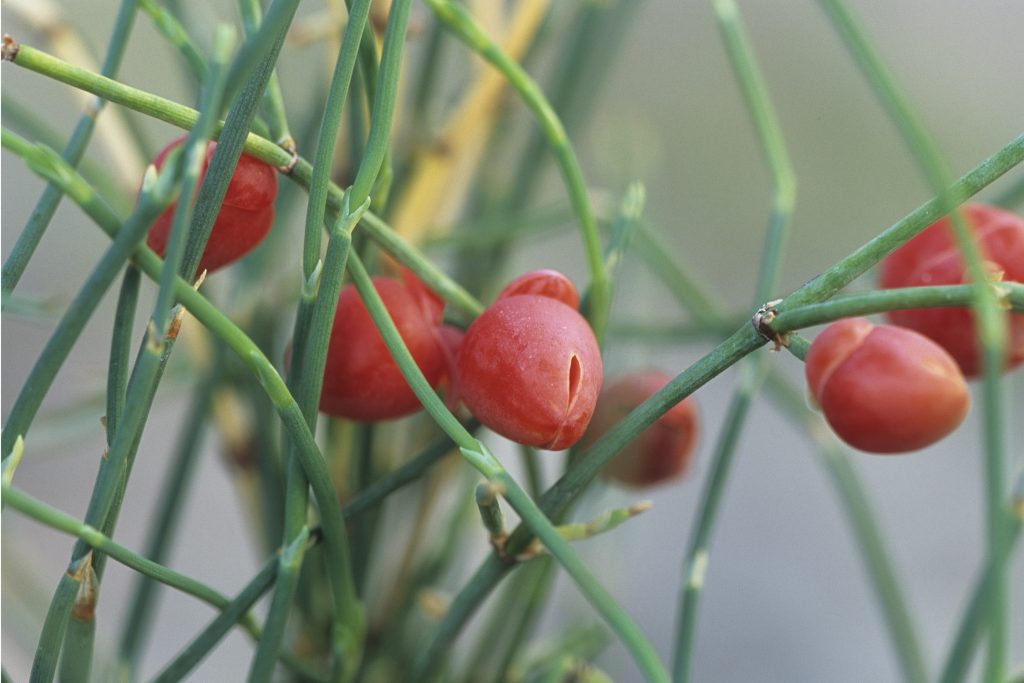 Ephedra