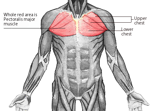 Chest exercises muscle