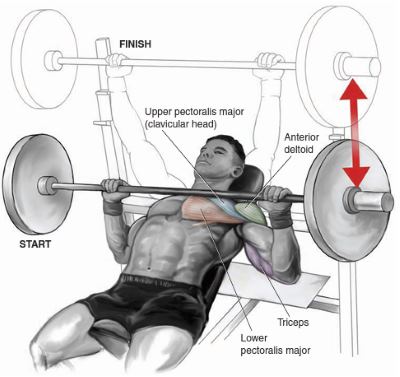 chest exercises incline
