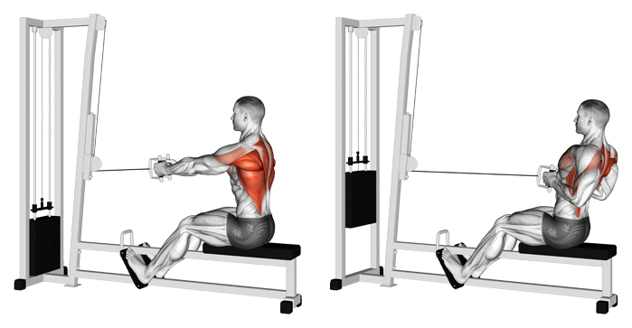 back exercise rows