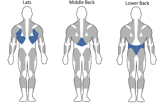 back workout muscle