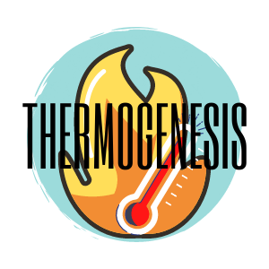 thermogenesis