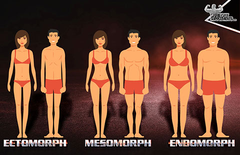 mesomorph body types