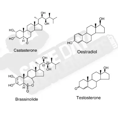 Comparison Visual: Plant Sterols VS Human Steroids