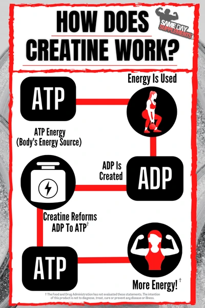 How Does Creatine Work