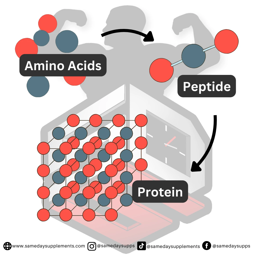 peptide