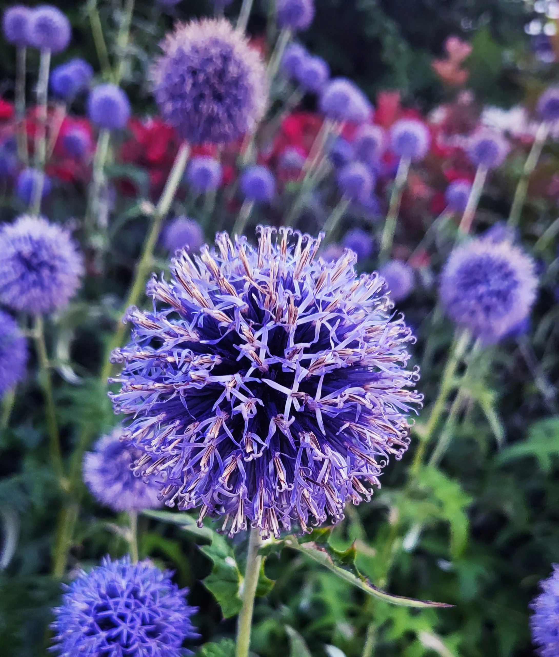 Globe thistle