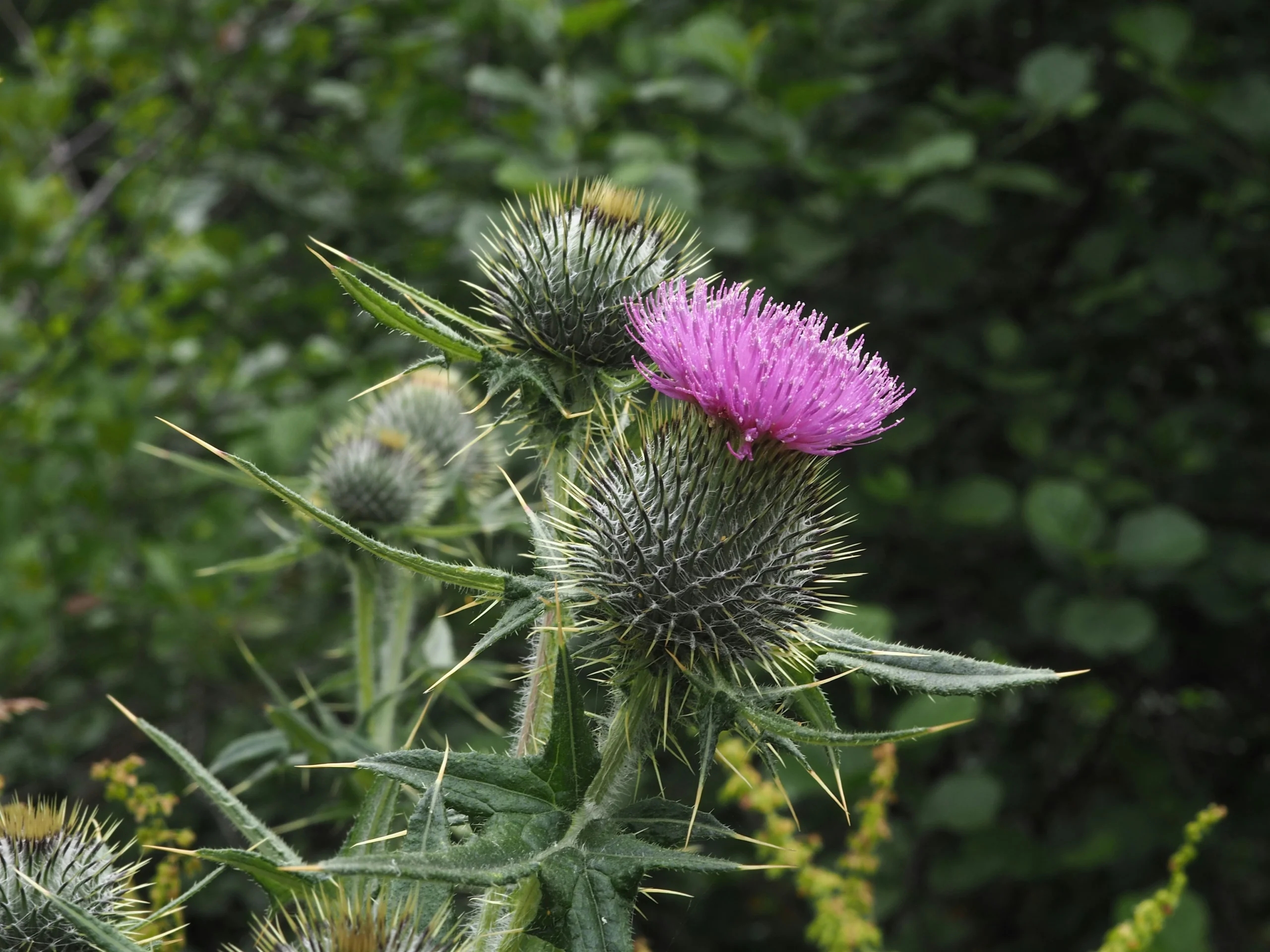 Scotch Thistle