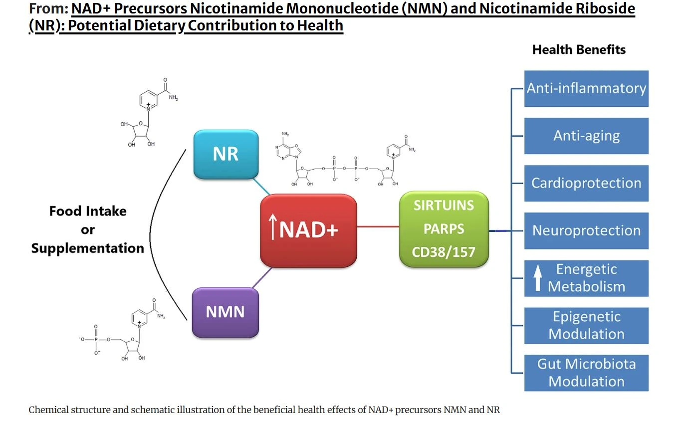 NAD+ Precursors Nicotinamide Mononucleotide (NMN) and Nicotinamide Riboside (NR): Potential Dietary Contribution to Health